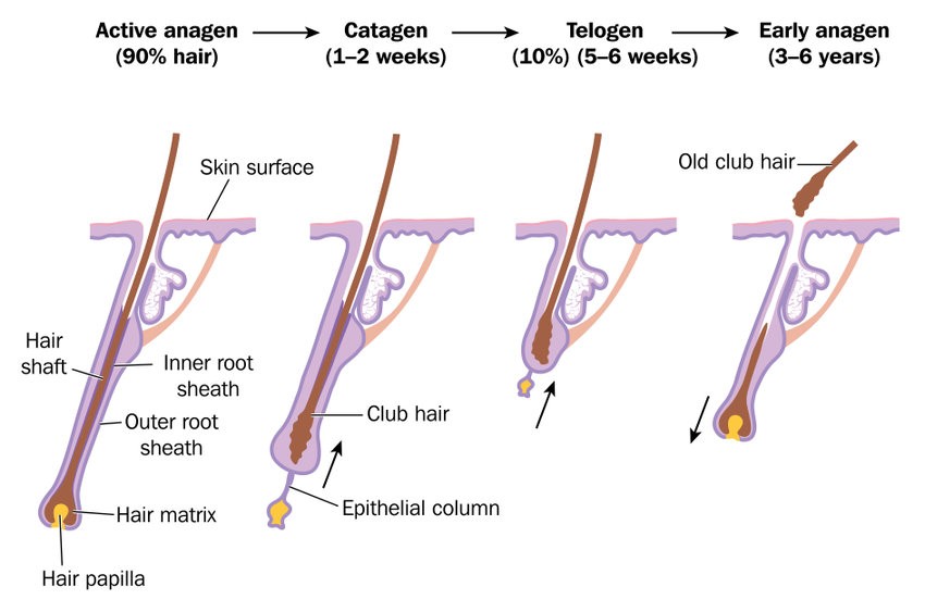 了解掉髮與頭髮的生長週期的關係